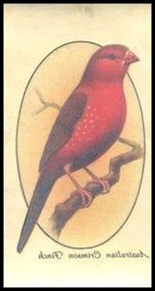 33PACBT 37 Australian Crimson Finch.jpg